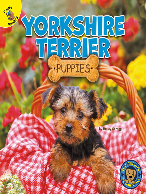 Upplýsingar um Yorkshire Terrier Puppies eftir Hailey Scragg - Biðlisti